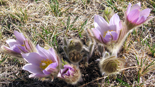 Cluster of prairie crocus (Anemone patens) with soft, hairy stems and pale purple flowers blooming in dry grassland.