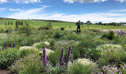 A vibrant native wildflower planting filled with blooming purple and white flowers under a bright blue sky, with a person standing in the distance near a signpost, surrounded by rolling green hills and scattered trees.