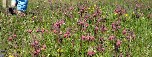 A blooming meadow filled with clusters of pink prairie wildflowers, likely Purple Prairie Clover, with scattered yellow flowers and a small child's legs are visible in the background.
