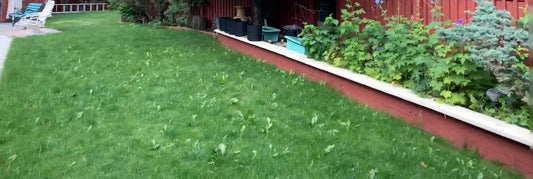 A neat green lawn with Dandelion leaves poking through bordered by a raised garden bed along a red wooden building, with shrubs and potted plants near the wall.