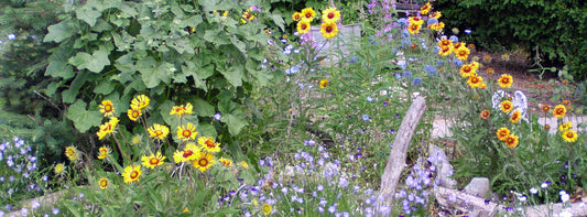 A lively native garden filled with bright yellow and red blanket flowers surrounded by a mix of small blue and purple wildflowers, with driftwood pieces adding a natural touch.