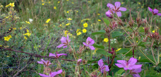 Close-up of vibrant pink wildflowers blooming in the foreground, with scattered yellow flowers and green meadow vegetation in the background.