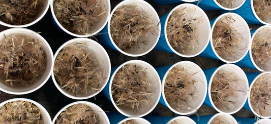White paper cups filled with fluffy, dry native grass seed heads, neatly arranged in rows on a blue surface.