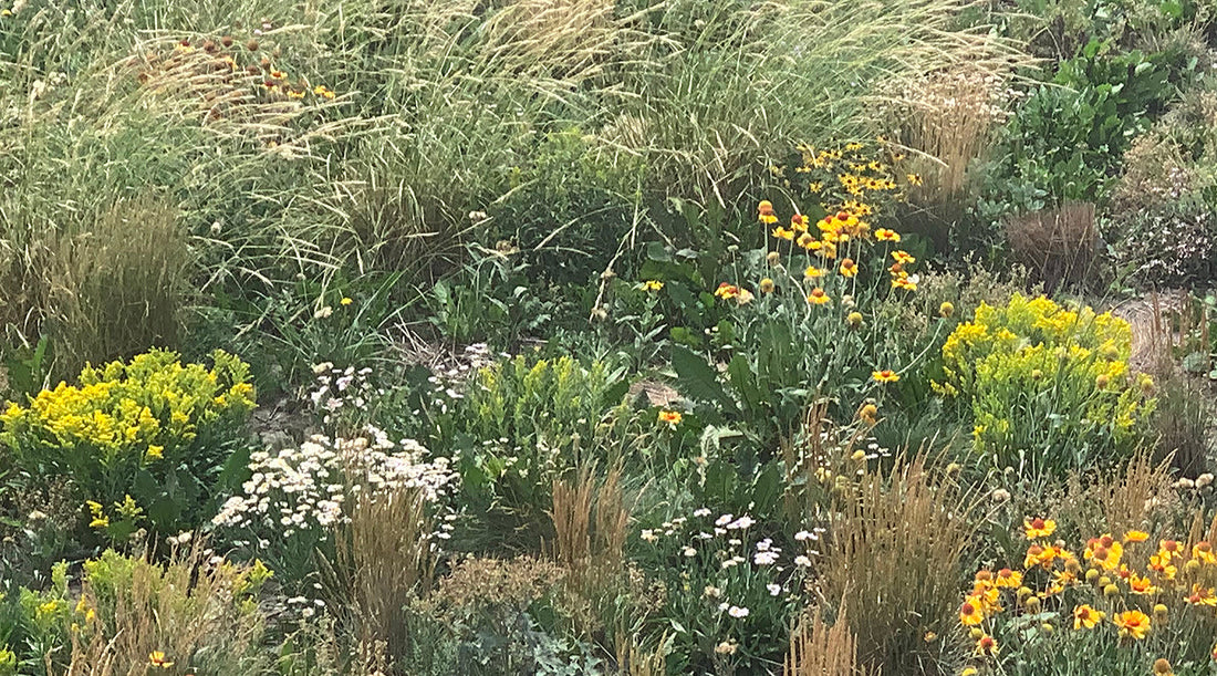 A naturalized planting with clumping grasses and vibrant wildflowers in bloom, including yellow, white, and purple flowers scattered throughout the dense vegetation.
