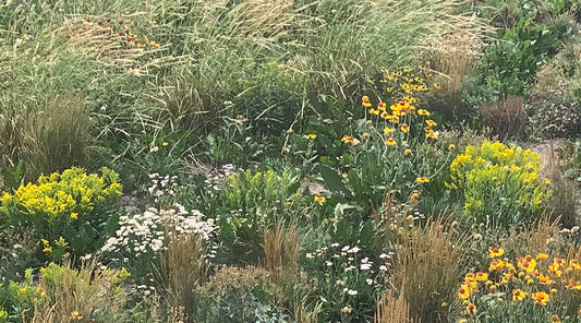 A naturalized planting with clumping grasses and vibrant wildflowers in bloom, including yellow, white, and purple flowers scattered throughout the dense vegetation.