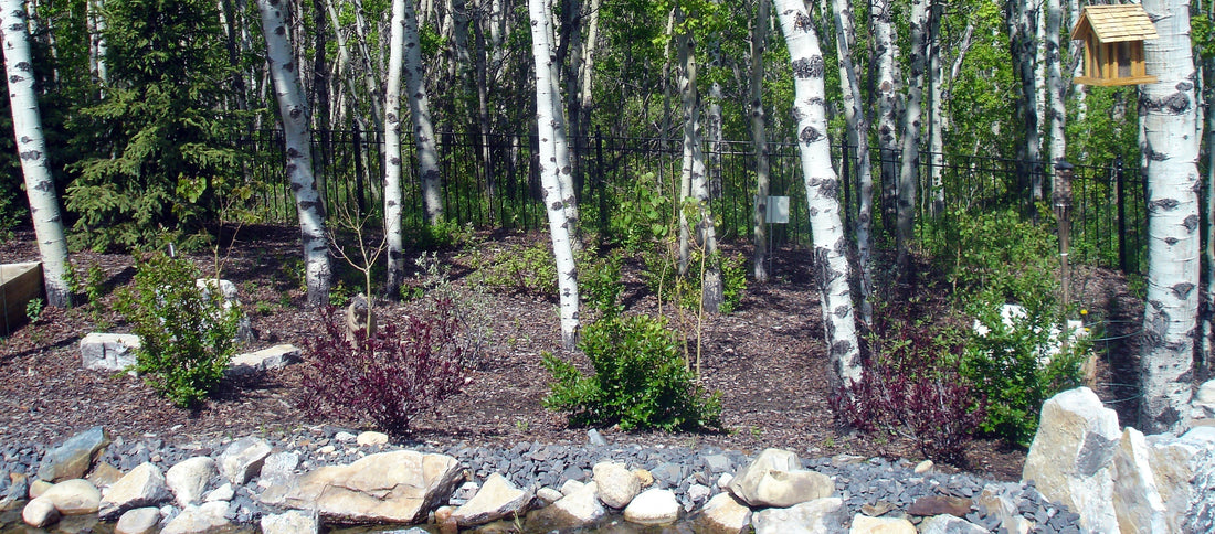 A landscaped garden edge backed by a stand of white-barked birch trees, with young shrubs planted in mulched soil and a birdhouse hanging in the upper right corner.