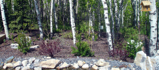 A landscaped garden edge backed by a stand of white-barked birch trees, with young shrubs planted in mulched soil and a birdhouse hanging in the upper right corner.
