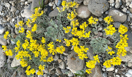 A low-growing native plant with clusters of bright yellow flowers and silvery-green foliage, blooming among scattered rocks and gravel.