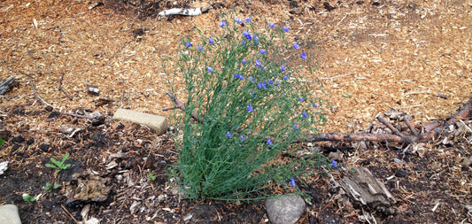 A single native plant with slender green stems and small purple-blue flowers growing in a mulched garden area with scattered wood pieces and rocks.