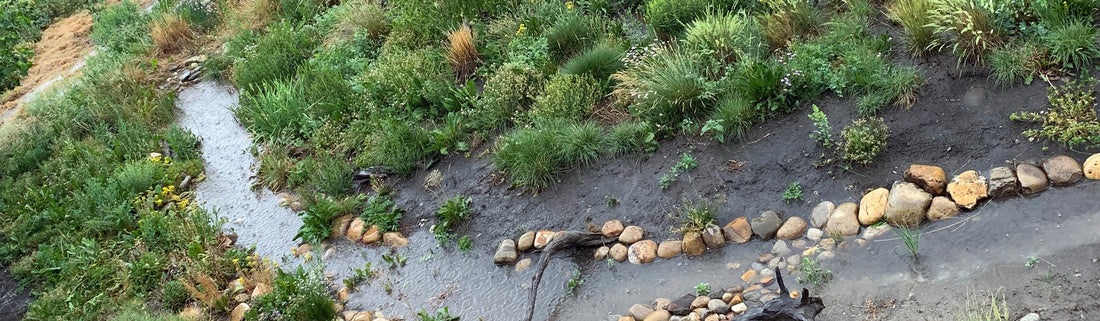 A small meandering stream lined with stones winds through a lush, planted riparian area featuring native grasses, sedges, and wildflowers, demonstrating a naturalized approach to water management and habitat restoration.