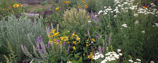 A densely planted wildflower bed featuring a mix of blooming native species, including white yarrow, purple spikes, yellow composites, and silvery foliage for added texture.