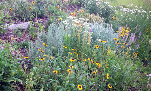 A diverse native wildflower bed in bloom, featuring yellow, white, and purple flowers among lush green and silvery foliage.
