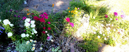 A vibrant flower bed with clusters of white, pink, and magenta blooms, mixed with greenery and smaller yellow and orange flowers, basking in bright sunlight.