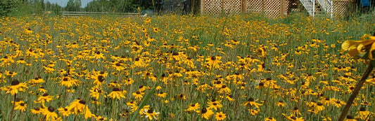 A large field densely covered with blooming yellow wildflowers, likely Black-eyed Susans, stretching toward a house with a raised deck in the background.