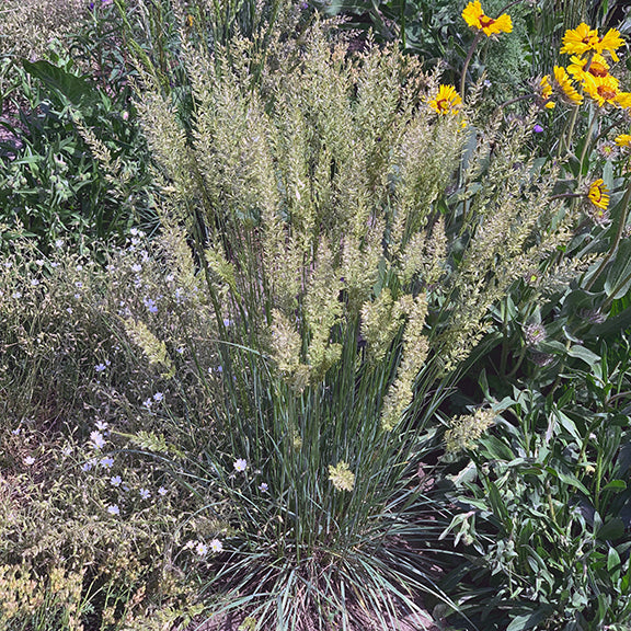 A dense clump of native grass stands tall among purple and yellow wildflowers in a sunlit garden.