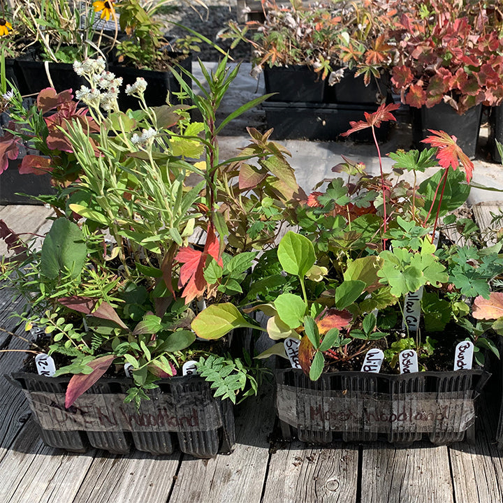 Two trays of mixed native plant plugs sit on a wooden deck, their labeled tags visible among green and red-tinted foliage.