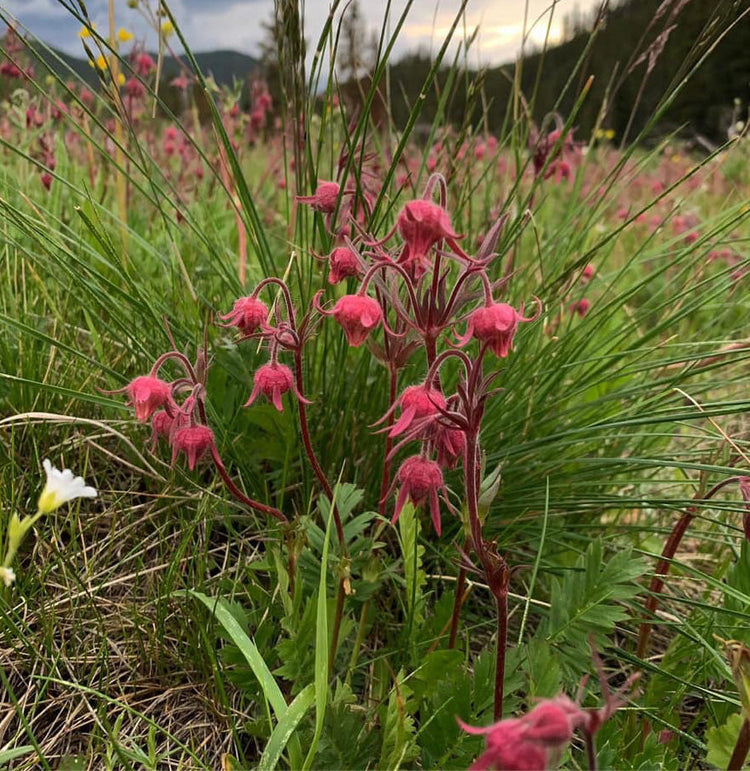 Nodding Three Flowered Avens - Geum triflorum flowers rise from a grassy meadow, with hills and a cloudy sky in the background.