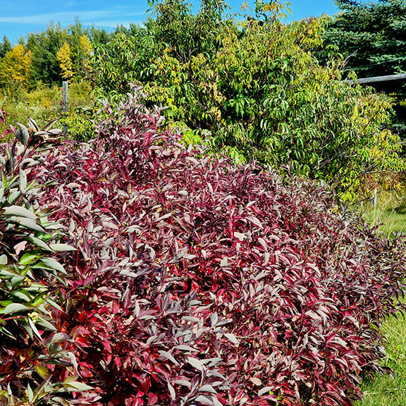 Shrubs