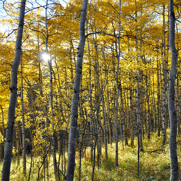 A dense stand of slender aspen trees glows with golden yellow foliage under the bright autumn sun.