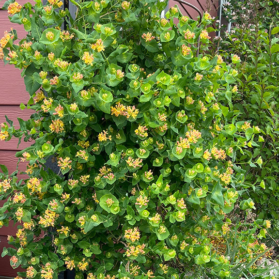 A lush honeysuckle vine covered in clusters of yellow-orange flowers climbs against a red wall, surrounded by green foliage.