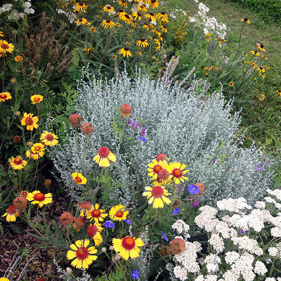 A colorful garden bed blooms with yellow Black Eyed Susans, white Yarrow, yellow Brown Eyed Susans, and silvery Prairie Sagewort foliage.