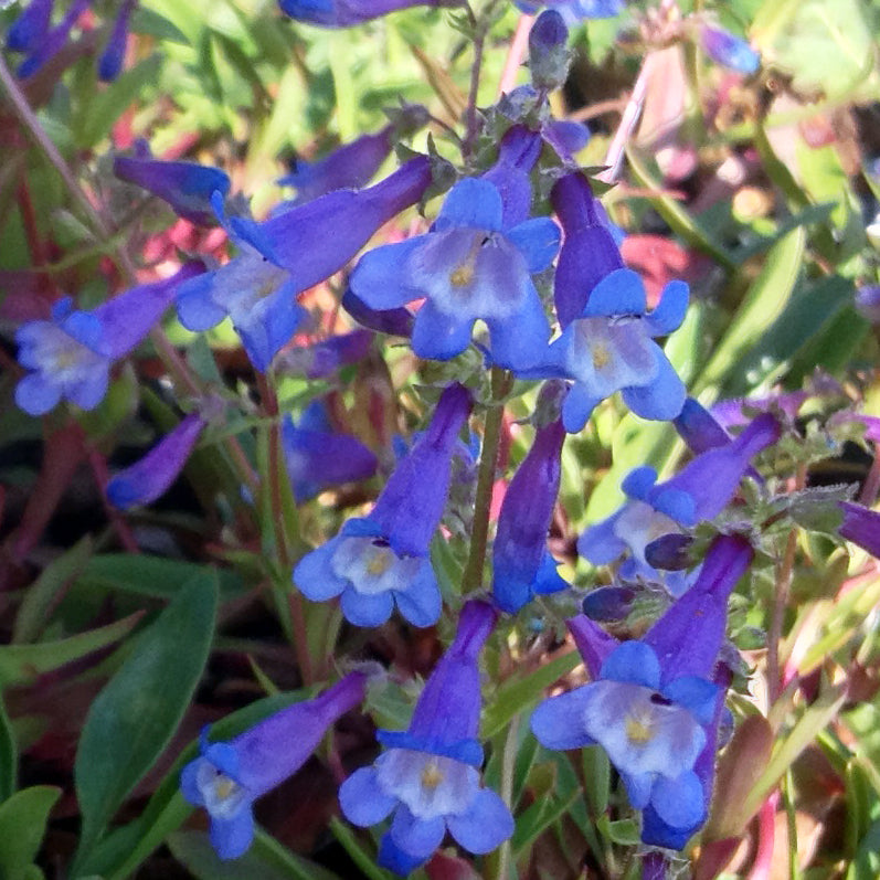 A cluster of vibrant blue, tubular flowers of Alberta Penstemon (Penstemon albertinus) with delicate lavender hues and pale centers. The blossoms curve gracefully along the flower spike, standing out against the soft green foliage.