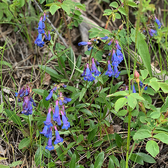 Several stems of Penstemon albertinus (Alberta Penstemon) rise from the ground, each adorned with bright blue flowers. The surrounding vegetation and grasses create a lush, wild backdrop.
