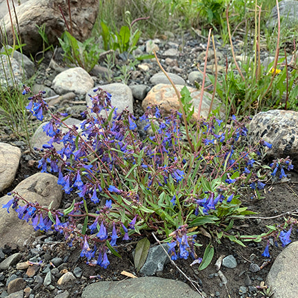 A dense clump of Alberta Penstemon (Penstemon albertinus) spreads out across rocky terrain. The plant's bluish-green leaves contrast with the earthy stones, while the vivid blue flowers add a striking pop of color.