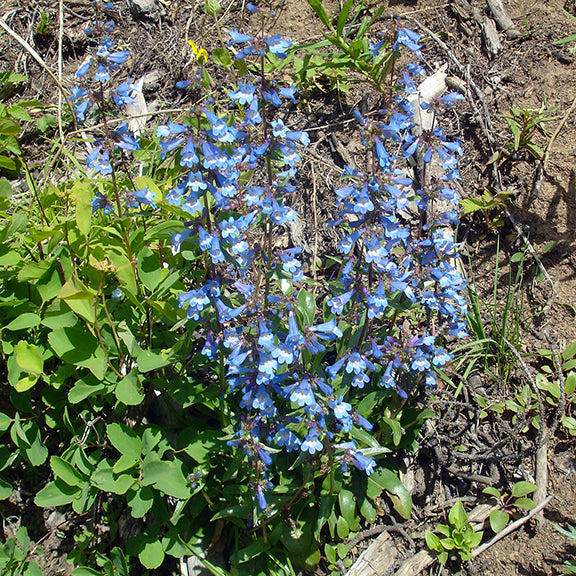 A flourishing patch of Penstemon albertinus (Alberta Penstemon) with numerous flower stalks rising above a mound of green foliage. The bright blue blossoms form a stunning display against the sunlit soil and scattered greenery.