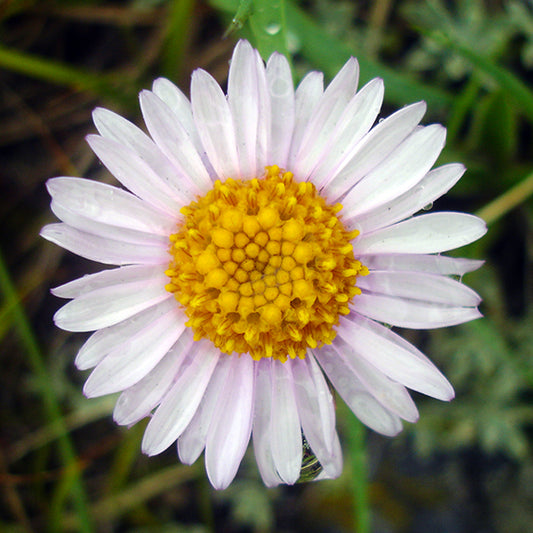 Close-up of Alpine Aster (Aster alpina) flower – A single Alpine Aster bloom with delicate pale purple petals surrounding a bright golden-yellow center. Tiny water droplets rest on the petals, highlighting the flower’s intricate details.