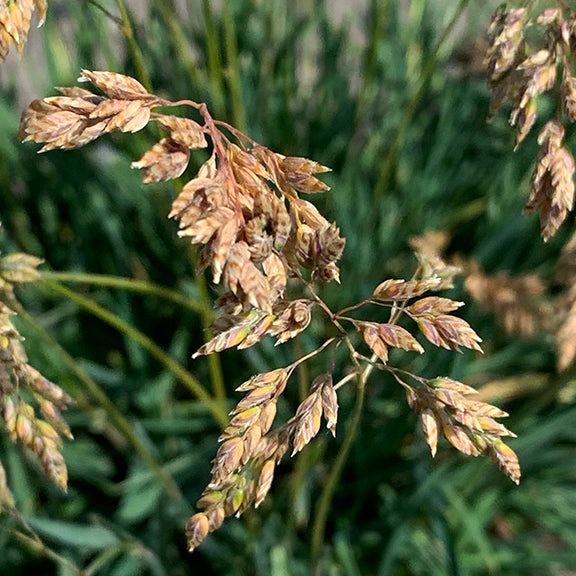 Close-up of Poa alpina (Alpine Blue Grass) seed heads, with clusters of tightly packed, pale golden spikelets bending gracefully on fine stems. The background is filled with deep green grass blades, adding contrast to the ripening seeds.