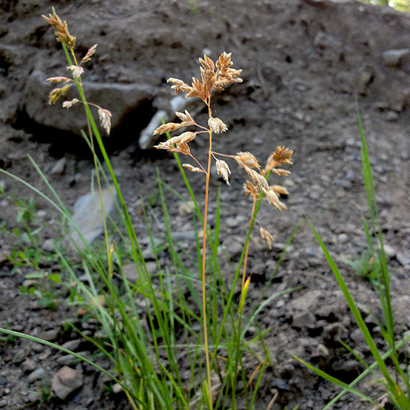 A single Poa alpina (Alpine Blue Grass) plant growing in rocky soil, with slender green stems rising above a sparse clump of narrow leaves. Small, tan seed heads branch out delicately at the tips, standing out against the dark earth.