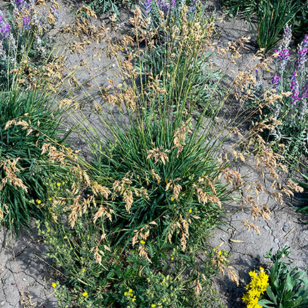 A full clump of Poa alpina (Alpine Blue Grass) in a dry garden setting, its arching stems carrying numerous golden seed heads. The fine-textured green foliage forms a dense mound surrounded by colorful wildflowers and bare patches of soil.