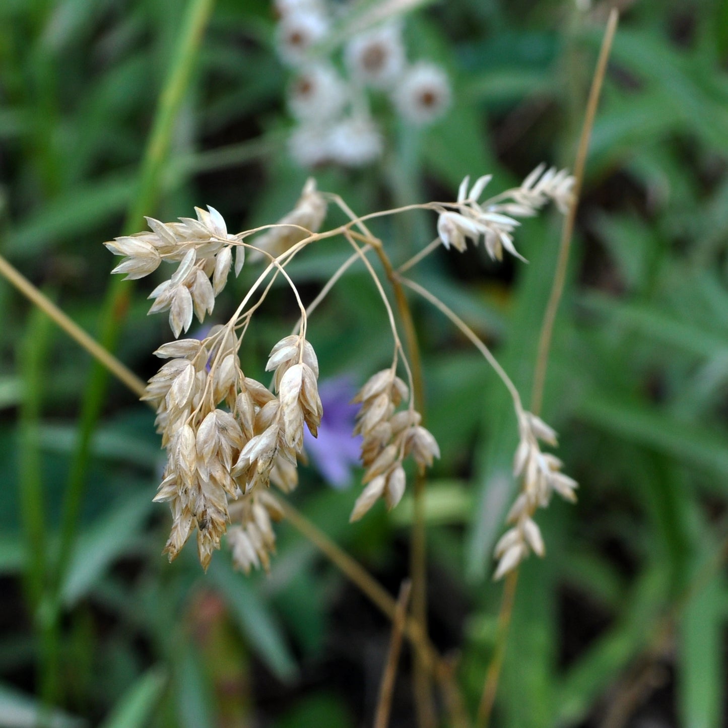 Close-up of ripened Poa alpina (Alpine Blue Grass) seed heads, with pale, papery spikelets dangling in loose clusters from thin stems. The background is softly blurred with green leaves and white wildflowers.