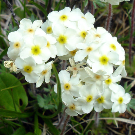 A close-up of Androsace chamaejasme (Alpine Rock Jasmine) flowers, featuring delicate white petals with bright yellow centers. The blossoms form dense clusters atop slender, hairy stems.
