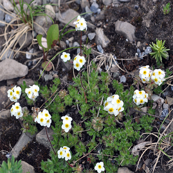 This image shows a patch of alpine rock jasmine (Androsace chamaejasme) growing among gravel and rocky soil. The plant forms low mats of dense, green, rosette-like foliage, from which clusters of small white flowers with yellow centers rise on slender reddish stems. The delicate blossoms contrast with the rough alpine terrain, emphasizing the plant’s hardiness in high-altitude environments.