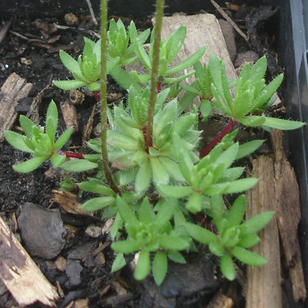 "Young Androsace chamaejasme (Alpine Rock Jasmine) plants with bright green, lance-shaped leaves emerging from a nursery bed, showing early signs of growth.