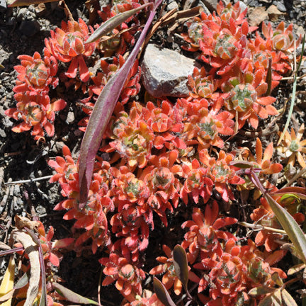 A cluster of Androsace chamaejasme (Alpine Rock Jasmine) in autumn, with its compact, rosette-like foliage turning a vibrant shade of red-orange against rocky soil.