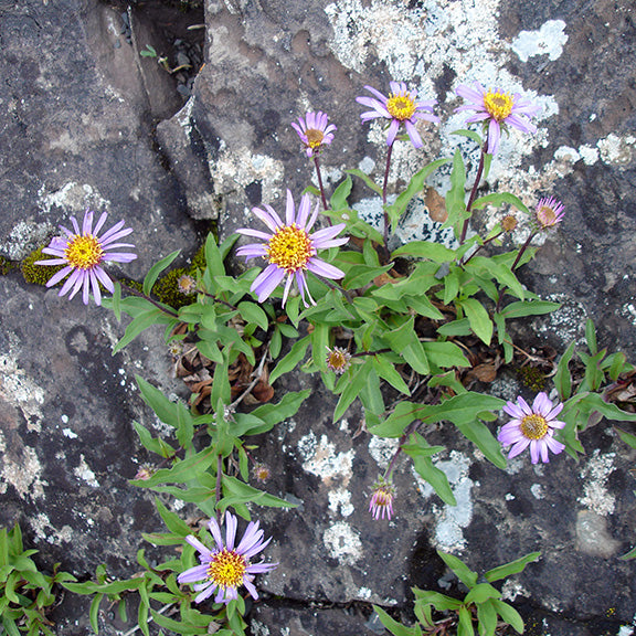 A tenacious Eurybia siberica (Arctic Aster) growing in the cracks of a lichen-covered rock face. The plant’s delicate purple flowers and vibrant green leaves contrast with the rough, gray stone, demonstrating its resilience in harsh alpine conditions.