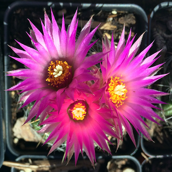 A vibrant cluster of Escobaria vivipara (Ball Cactus) flowers with striking magenta petals that radiate outward in a starburst pattern. The bright golden-yellow centers are surrounded by delicate stamens, creating a striking contrast against the spiny, green cactus body nestled in its container.