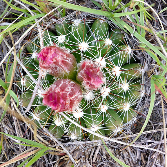 A top-down view of Escobaria vivipara (Ball Cactus) in its natural habitat, showing a compact green cactus covered in a dense web of white spines. Three fuzzy, deep pink flower buds emerge from the top, preparing to bloom, while surrounding grasses weave through the dry landscape.