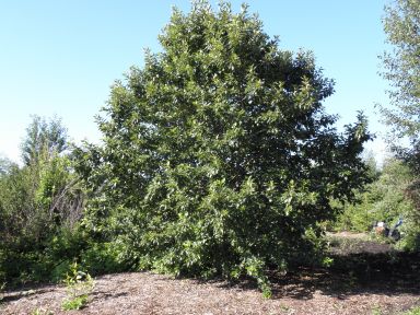 A fully leafed Balsam Poplar (Populus balsamifera) tree stands tall with a wide, rounded crown of dense green foliage. The shiny leaves shimmer slightly in the sunlight. It grows in an open area with wood chips covering the ground and a mix of other trees and shrubs in the background under a bright blue sky.