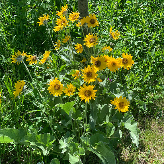 Balsamroot plant in full bloom. A lush cluster of Balsamroot (Balsamorhiza sagittata) flowers with numerous golden-yellow blooms, each supported by thick, fuzzy stems. The broad, arrow-shaped leaves form a dense base, with a backdrop of tall green vegetation in a sunlit meadow.