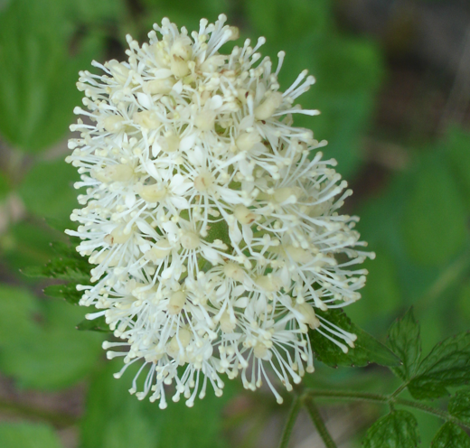 A close-up of Actaea rubra (Red Baneberry) flowers, showing their intricate structure. The numerous white stamens extend outward from the center, giving the flower clusters a feathery appearance.