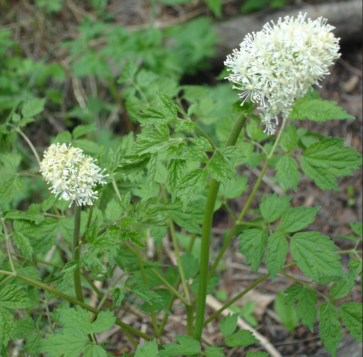 A Actaea rubra (Red Baneberry) plant in its natural woodland habitat. The tall green stems support compound leaves with serrated edges, and the plant displays clusters of creamy-white flowers forming dense, rounded inflorescences.