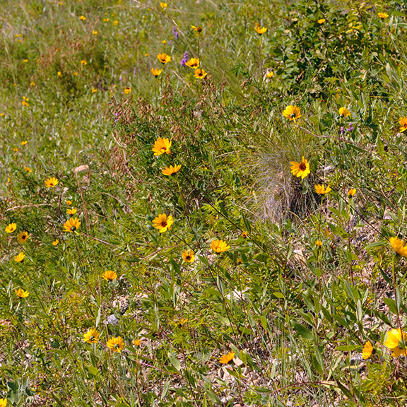 A sun-drenched hillside dotted with Helianthus pauciflorus (Beautiful Sunflowers), their golden-yellow blooms scattered across the wild prairie landscape. The flowers intermingle with a variety of native grasses and other wild plants, creating a vibrant tapestry of color and texture. Sunlight filters through, casting a warm glow on the diverse plant community thriving in the open, dry habitat.