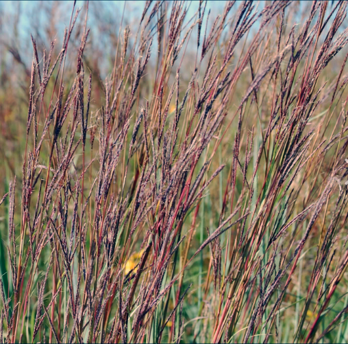 A stand of Andropogon gerardii (Big Bluestem) in a prairie setting, displaying tall, reddish-purple stems with distinctive three-pronged seed heads resembling a turkey's foot. The foliage transitions from green to warm hues in late summer and fall.