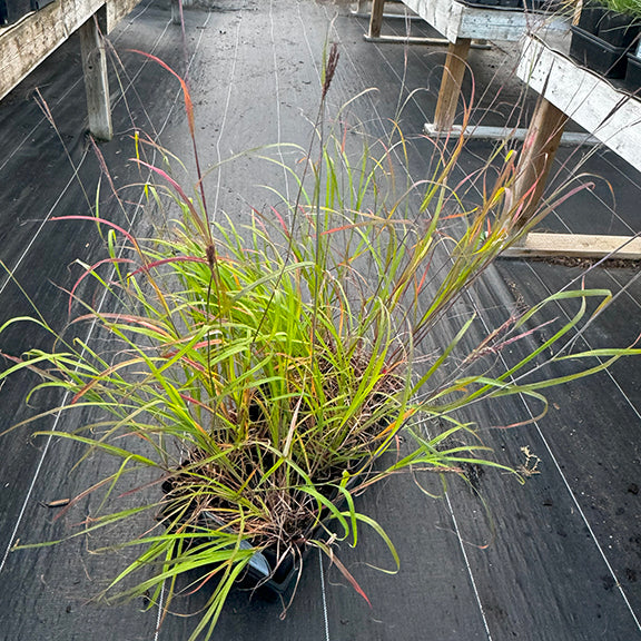 This image shows a potted big bluestem (Andropogon gerardii) plant, photographed in a nursery setting. The grass features tall, arching blades that range from bright green to reddish hues, with characteristic purplish flowering stalks just beginning to emerge. The plant has a dense, tufted base and is set against a black weed barrier surface, with wooden bench structures in the background.