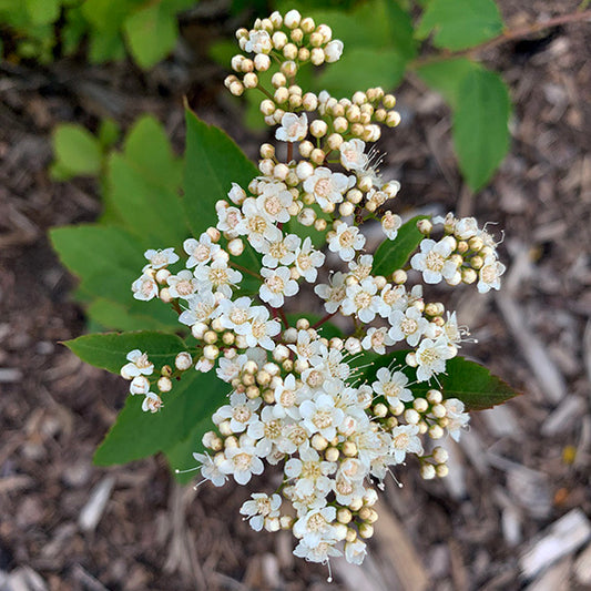 A loose cluster of creamy white flowers bursts open at the tip of this Birch-Leaved Spiraea (Spiraea betulifolia), with soft pink-tinged buds still waiting to bloom. Each tiny bloom forms part of the airy spray, while the sharply toothed, birch-like green leaves frame the delicate display beautifully.