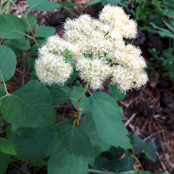 Dense, fluffy clusters of white flowers create a cloud-like effect on this Spiraea betulifolia (Birch-Leaved Spiraea). The tiny blooms form tight sprays perched above smooth green leaves with finely serrated edges, while the graceful arch of the stems adds a soft elegance.